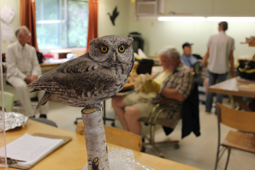 Winston Smith's Eastern Screech Owl