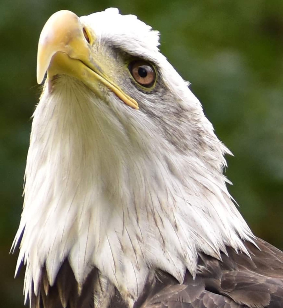 Ziibi, Bald Eagle